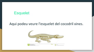 Esquelet
Aqui podeu veure l'esquelet del cocodril xines.
 