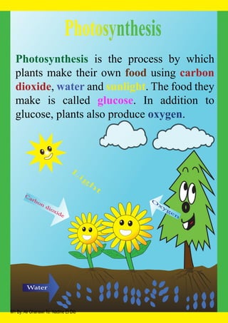 Ali ghanawi photosynthesis