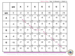Computational Biology and Genomics Facility, Indian Veterinary Research Institute
gap A T G G C G T
gap 0 -2 -4 -6 -8 -10 -12 -14
A -2
+1 -4
+1
-4
-3 -6
-1
-1
-5 -8
-3
-3
-7 -10
-5
-5
-9 -12
-7
-7
-11 -14
-9
-9
-13 -16
-11
-11
T -4
-3 -1
-1
-6
+2 -3
+2
-3
-2 -5
0
0
-4 -7
-2
-2
-6 -9
-4
-4
-8 -11
-6
-6
-8 -13
-8
-8
G -6
-5 -3
-3
-8
-2 0
0
-5
+3 -2
+3
-2
+1 -4
+1
+1
-3 -6
-1
-1
-3 -8
-3
-3
-7 -10
-5
-5
A -8
-5 -5
-5
-10
-4 -2
-2
-7
-1 +1
+1
-4
+2 -1
+2
-1
0 -3
0
0
-2 -5
-2
-2
-4 -7
-4
-4
G -10
-9 -7
-7
-12
-6 -4
-4
-9
-1 -1
-1
-6
+2 0
+2
-3
+1 -2
+1
0
+1 -4
+1
-1
-3 -6
-1
-1
T -12
-11 -9
-9
-14
-6 -6
-6
-11
-5 -3
-3
-8
-2 0
0
-5
+1 -1
+1
-2
0 -1
0
-1
+2 -3
+2
-2
Matrix Filling - Gap -2; Mismatch -1; Match +1
 