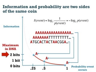Information and probability are two sides
of the same coin
                                    1
                I(event) = log 2          = ! log 2 p(event)
                                 p(event)
Information

                AAAAAAAAAAAAAAAA…
               AAAAAAATTTTTTTTT…
              ATGCACTACTAACGGA…
Maximum
 in DNA
    2 bits       A
                         A
     1 bit
                                          A
    0 bits                                    Probability event
              .25     .5                  1       occurs
 