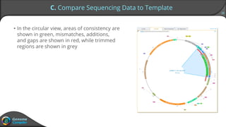 18
C. Compare Sequencing Data to Template
• In the circular view, areas of consistency are
shown in green, mismatches, additions,
and gaps are shown in red, while trimmed
regions are shown in grey
 
