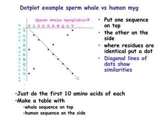 Put one sequence on top the other on the side where residues are identical put a dot Diagonal lines of dots show similarities Dotplot example sperm whale vs human myg Sperm whale myoglobin  G L S D G E W Q L V ... V  *  L  *  * S  * E  *  G  *  *  E  *   W  *   Q  * L  *  * V  *  * . . . Human myoglobin  Just do the first 10 amino acids of each Make a table with  whale sequence on top  human sequence on the side 