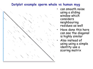 can smooth noise  using a sliding window which considers neighbouring residues as well  Have done this here can see the diagonal is highly similar Also instead of using using a simple identity use a scoring matrix Dotplot example sperm whale vs human myg 