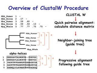 Overview of ClustalW Procedure 1  PEEKSAVTALWGKVN--VDEVGG 2  GEEKAAVLALWDKVN--EEEVGG 3  PADKTNVKAAWGKVGAHAGEYGA 4  AADKTNVKAAWSKVGGHAGEYGA 5  EHEWQLVLHVWAKVEADVAGHGQ Hbb_Human  1  - Hbb_Horse  2  .17  - Hba_Human  3  .59  .60  - Hba_Horse  4  .59  .59  .13  - Myg_Whale  5  .77  .77  .75  .75  - Hbb_Human Hbb_Horse Hba_Horse Hba_Human Myg_Whale 2 1 3 4 2 1 3 4 alpha-helices Quick pairwise alignment:  calculate distance matrix Neighbor-joining tree (guide tree) Progressive alignment  following guide tree CLUSTAL W 