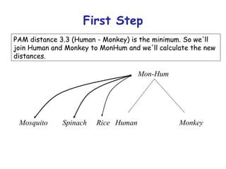 First Step PAM distance 3.3 (Human - Monkey) is the minimum. So we'll join Human and Monkey to MonHum and we'll calculate the new distances. Mon-Hum Monkey Human Spinach Mosquito Rice 