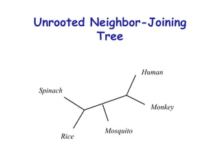 Unrooted Neighbor-Joining Tree Human Monkey Mosquito Rice Spinach 