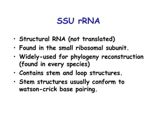SSU rRNA Structural RNA (not translated) Found in the small ribosomal subunit. Widely-used for phylogeny reconstruction (found in every species) Contains stem and loop structures. Stem structures usually conform to watson-crick base pairing. 