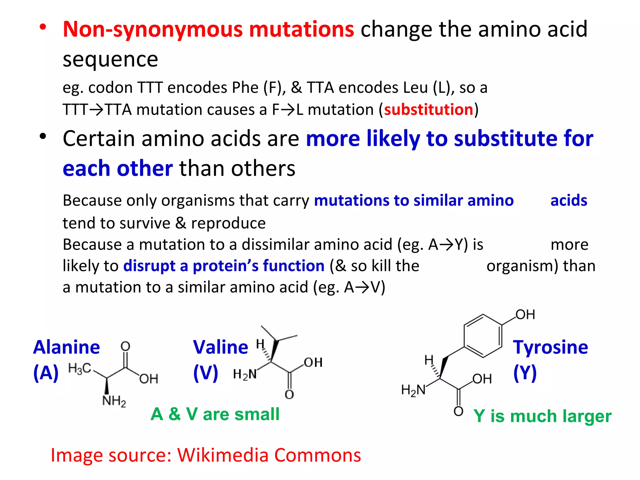 • Non-synonymous mutations change the amino acid
  sequence
   eg. codon TTT encodes Phe (F), & TTA encodes Leu (L), so a
   TTT→TTA mutation causes a F→L mutation (substitution)
• Certain amino acids are more likely to substitute for
  each other than others
   Because only organisms that carry mutations to similar amino       acids
   tend to survive & reproduce
   Because a mutation to a dissimilar amino acid (eg. A→Y) is         more
   likely to disrupt a protein’s function (& so kill the      organism) than
   a mutation to a similar amino acid (eg. A→V)


Alanine             Valine                                      Tyrosine
(A)                 (V)                                         (Y)
               A & V are small                             Y is much larger

 Image source: Wikimedia Commons
 