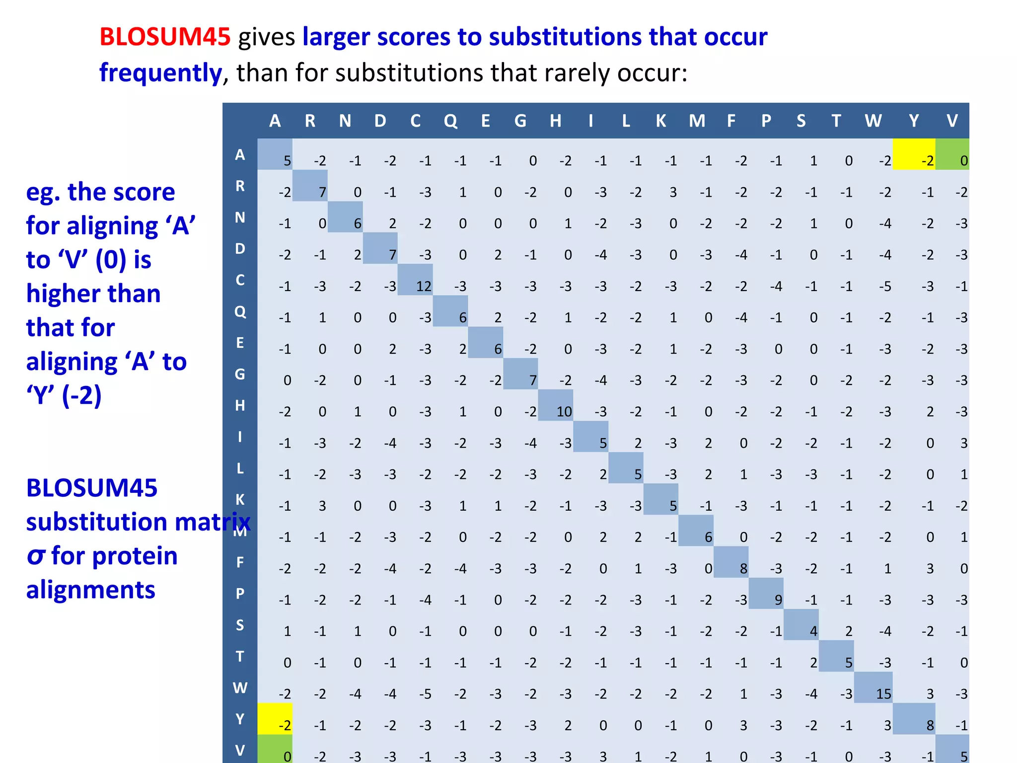 BLOSUM45 gives larger scores to substitutions that occur
      frequently, than for substitutions that rarely occur:
                       A       R       N       D       C    Q       E       G       H       I        L       K       M    F       P       S       T       W       Y        V
                   A       5   -2      -1      -2      -1   -1      -1          0   -2          -1   -1      -1      -1   -2      -1          1       0   -2          -2       0

eg. the score      R   -2          7       0   -1      -3       1       0   -2          0       -3   -2          3   -1   -2      -2      -1      -1      -2          -1   -2
                   N
for aligning ‘A’       -1          0       6       2   -2       0       0       0       1       -2   -3          0   -2   -2      -2          1       0   -4          -2   -3
                   D
to ‘V’ (0) is          -2      -1          2       7   -3       0       2   -1          0       -4   -3          0   -3   -4      -1          0   -1      -4          -2   -3
                   C
higher than            -1      -3      -2      -3      12   -3      -3      -3      -3          -3   -2      -3      -2   -2      -4      -1      -1      -5          -3   -1
                   Q   -1          1       0       0   -3       6       2   -2          1       -2   -2          1   0    -4      -1          0   -1      -2          -1   -3
that for           E   -1          0       0       2   -3       2       6   -2          0       -3   -2          1   -2   -3          0       0   -1      -3          -2   -3
aligning ‘A’ to    G       0   -2          0   -1      -3   -2      -2          7   -2          -4   -3      -2      -2   -3      -2          0   -2      -2          -3   -3
‘Y’ (-2)           H   -2          0       1       0   -3       1       0   -2      10          -3   -2      -1      0    -2      -2      -1      -2      -3          2    -3
                   I   -1      -3      -2      -4      -3   -2      -3      -4      -3          5        2   -3      2        0   -2      -2      -1      -2          0        3
                   L   -1      -2      -3      -3      -2   -2      -2      -3      -2          2        5   -3      2        1   -3      -3      -1      -2          0        1
BLOSUM45          K    -1          3       0       0   -3       1       1   -2      -1          -3   -3          5   -1   -3      -1      -1      -1      -2          -1   -2
substitution matrix
                 M     -1      -1      -2      -3      -2       0   -2      -2          0       2        2   -1      6        0   -2      -2      -1      -2          0        1
σ for protein     F    -2      -2      -2      -4      -2   -4      -3      -3      -2          0        1   -3      0        8   -3      -2      -1          1       3        0
alignments        P    -1      -2      -2      -1      -4   -1          0   -2      -2          -2   -3      -1      -2   -3          9   -1      -1      -3          -3   -3
                   S       1   -1          1       0   -1       0       0       0   -1          -2   -3      -1      -2   -2      -1          4       2   -4          -2   -1
                   T       0   -1          0   -1      -1   -1      -1      -2      -2          -1   -1      -1      -1   -1      -1          2       5   -3          -1       0
                   W   -2      -2      -4      -4      -5   -2      -3      -2      -3          -2   -2      -2      -2       1   -3      -4      -3      15          3    -3
                   Y   -2      -1      -2      -2      -3   -1      -2      -3          2       0        0   -1      0        3   -3      -2      -1          3       8    -1
                   V       0   -2      -3      -3      -1   -3      -3      -3      -3          3        1   -2      1        0   -3      -1          0   -3          -1       5
 
