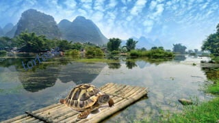 Tortoise Slideshow TURTLES VS TORTOISES | PPTX