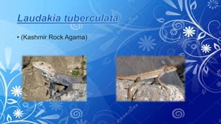 • (Kashmir Rock Agama)
 