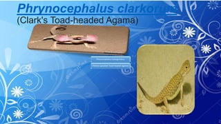 Phrynocephalus clarkorum
(Clark's Toad-headed Agama)
Phrynocephalus luteoguttatus
(Yellow-speckled Toad-headed Agama)
 