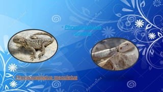 • Phrynocephalus
• ornatus
 