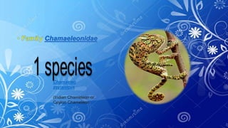 Chamaeleo
zeylanicus
(Indian Chameleon or
Ceylon Chameleon
 