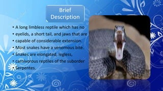 Brief
Description
• A long limbless reptile which has no
• eyelids, a short tail, and jaws that are
• capable of considerable extension.
• Most snakes have a venomous bite.
• Snakes are elongated, legless,
• carnivorous reptiles of the suborder
• Serpentes.
 