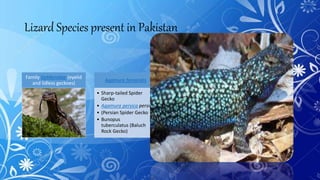 Lizard Species present in Pakistan
Family Gekkonidae (eyelid
and lidless geckoes)
Agamura femoralis
• Sharp-tailed Spider
Gecko
• Agamura persica persica
• (Persian Spider Gecko
• Bunopus
tuberculatus (Baluch
Rock Gecko)
 