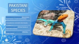 PAKISTANI
SPECIES
Crossobamon eversmanni (Baluchistan
Sand Gecko or Comb-toed Gecko)
Crossobamon orientalis (Sind Gecko
Cyrtodactylus walli (Chitral Gecko or
Swat Stone Gecko)
Cyrtopodium agamuroides (Nikolsky
Spider Gecko
 