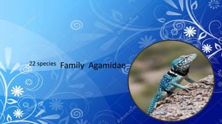 Family Agamidae22 species
 