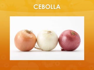 CEBOLLA
 