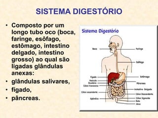 SISTEMA DIGESTÓRIO Composto por um longo tubo oco (boca, faringe, esôfago, estômago, intestino delgado, intestino grosso) ao qual são ligadas glândulas anexas: glândulas salivares, fígado, pâncreas. 