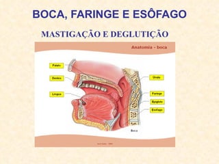 BOCA, FARINGE E ESÔFAGO MASTIGAÇÃO E DEGLUTIÇÃO 