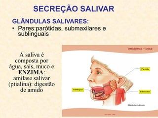 SECREÇÃO SALIVAR GLÂNDULAS SALIVARES: Pares:parótidas, submaxilares e sublinguais A saliva é composta por água, sais, muco e ENZIMA : amilase salivar (ptialina): digestão de amido 