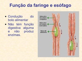 Função da faringe e esófago   Condução do bolo alimentar Não tém função digestiva alguma e não produz enzimas. 