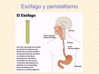 Esófago y peristaltismo 