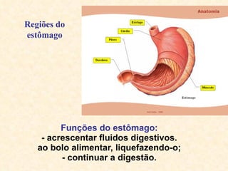 Funções do estômago: - acrescentar fluidos digestivos. ao bolo alimentar, liquefazendo-o; - continuar a digestão. Regiões do estômago 