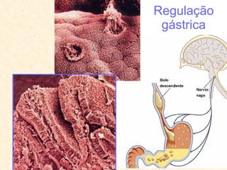 Regulação gástrica 