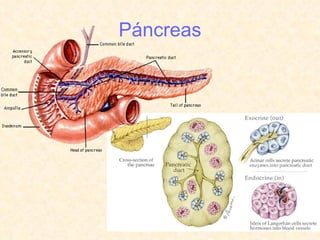 Páncreas 