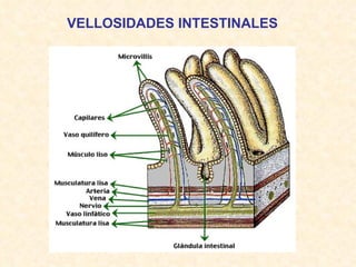 VELLOSIDADES INTESTINALES 