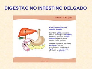 DIGESTÃO NO INTESTINO DELGADO 