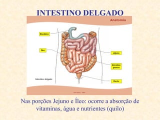 INTESTINO DELGADO Nas porções  Jejuno e Íleo: ocorre a absorção de vitaminas,  água e nutrientes ( quilo) 
