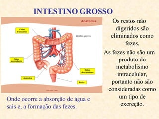 INTESTINO GROSSO Onde ocorre a absorção de  água e sais e, a formação das fezes. Os restos não digeridos são eliminados como fezes. As fezes não são um produto do metabolismo intracelular, portanto não são consideradas como um tipo de excreção. 