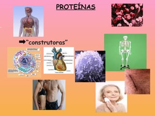   “ construtoras”        PROTEÍNAS 