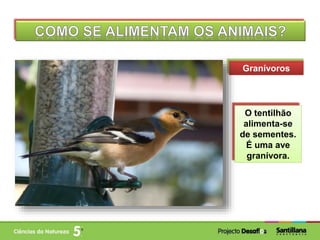 Granívoros
O tentilhão
alimenta-se
de sementes.
É uma ave
granívora.
 