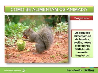 Frugívoros
Os esquilos
alimentam-se
de bolotas,
avelãs, nozes
e de outros
frutos. São
animais
frugívoros.
 