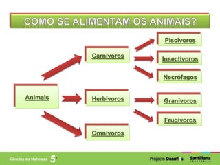 HerbívorosAnimais
Omnívoros
Carnívoros
Granívoros
Frugívoros
Insectívoros
Piscívoros
Necrófagos
 