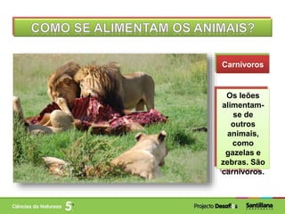 Carnívoros
Os leões
alimentam-
se de
outros
animais,
como
gazelas e
zebras. São
carnívoros.
 