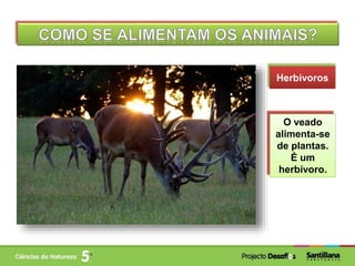 Herbívoros
O veado
alimenta-se
de plantas.
É um
herbívoro.
 