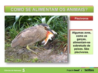 Piscívoros
Algumas aves,
como as
garças,
alimentam-se
sobretudo de
peixes. São
piscívoras.
 