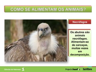 Necrófagos
Os abutres são
animais
necrófagos.
Alimentam-se
de carcaças,
muitas vezes
em
decomposição.
 