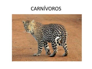 CARNÍVOROS
 