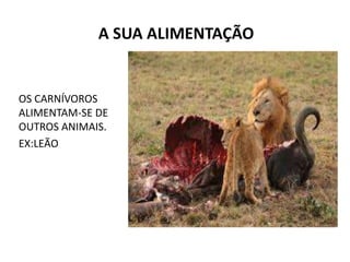 A SUA ALIMENTAÇÃO
OS CARNÍVOROS
ALIMENTAM-SE DE
OUTROS ANIMAIS.
EX:LEÃO
 