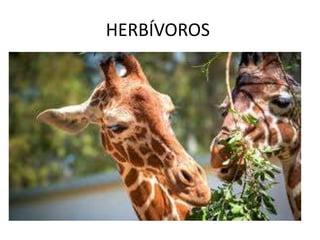 HERBÍVOROS
 