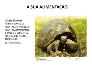 A SUA ALIMENTAÇÃO
OS HERBÍVOROS
ALIMENTAM-SE DE
PLANTAS OU PARTES DE
PLANTAS,COMO RAÍZES,
GRÃOS OU SEMENTES,
FOLHAS, FRUTOS OU
TUBÉCULOS.
EX:TARTARUGA
 
