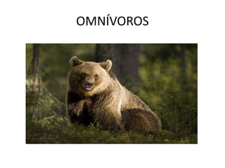 OMNÍVOROS
 