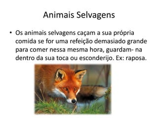 Animais Selvagens
• Os animais selvagens caçam a sua própria
comida se for uma refeição demasiado grande
para comer nessa mesma hora, guardam- na
dentro da sua toca ou esconderijo. Ex: raposa.
 