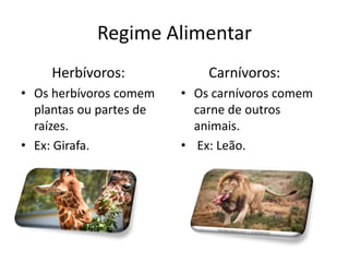 Regime Alimentar
Herbívoros:
• Os herbívoros comem
plantas ou partes de
raízes.
• Ex: Girafa.
Carnívoros:
• Os carnívoros comem
carne de outros
animais.
• Ex: Leão.
 